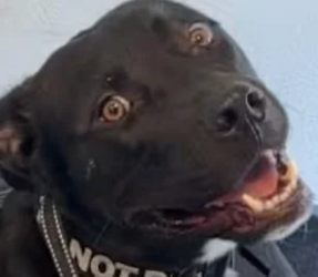 found-this-gem-on-adoptapet-v0-u0i7u8aousud1_png.png