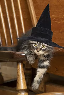witchcat6.png