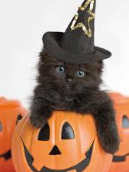 witchcat10.png