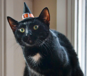 witchcat01.png