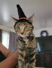 witchcat7.png