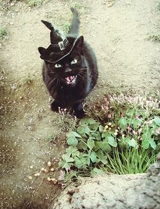 witchcat3.png