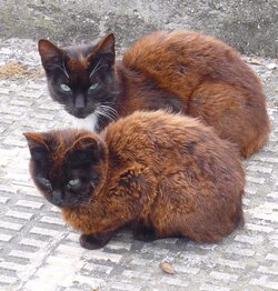 Miranda_de_Ebro_-_Gatos_4.jpg