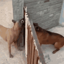 fighting-dogs-dogs-3352358577.gif