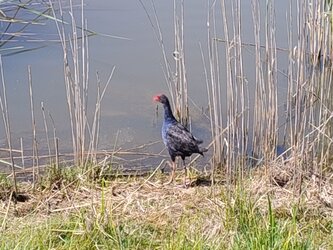 IMG_20241002_104908768.jpg