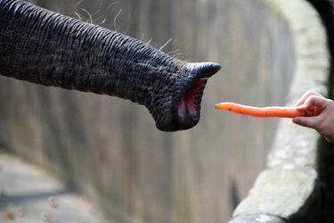 elephant-eating-carrot-1024x683.jpg