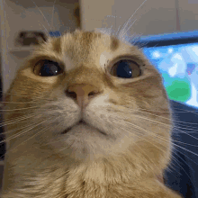cat face with no ears.gif