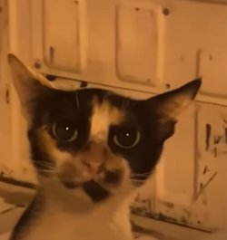 truckcat.png