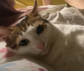 smilr.png