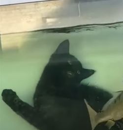 aquarium2.png