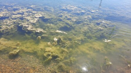algal-bloom-what-is-stagnant-water-blog.jpeg
