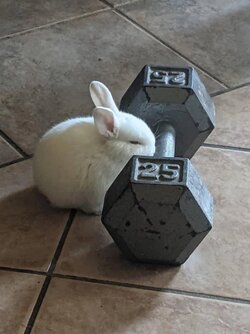 BUNNY LIFTING.jpg