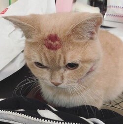 CAT KISS.jpg