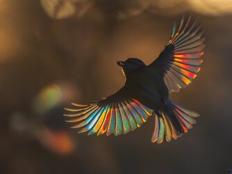 IMG_7295.jpeg