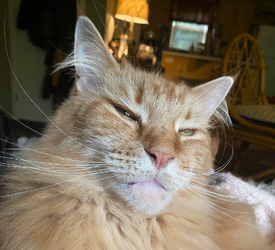 susancat.png