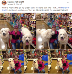 suzannedogs.PNG