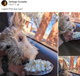 santiagodogg.PNG