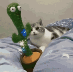 kitty cactus dance.gif