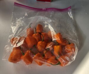 IMG_0100.jpeg
