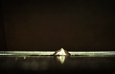 tumblr_09296f5da461d8a5dfc317abfb7c6ae7_ad71d372_540.gif