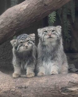 Az and Bol Jr.jpeg