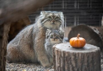 Pazi's baby brother and his mum(1).jpg