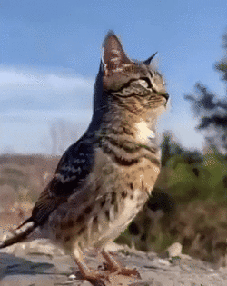 1729806728959y.gif