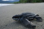 leatherback-sea-turtle-noaa-scott_benson.jpg