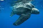 Leatherback.jpg