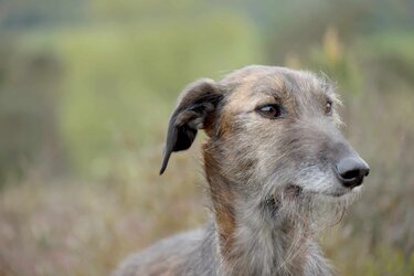 Lurcher.jpg
