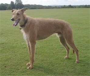 Lurchergreyhoundsalukibeardedcollieuntitled.jpg