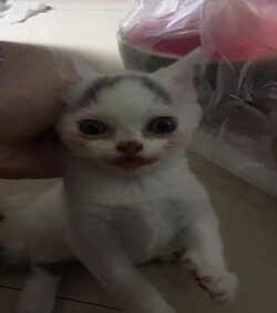 1730095853794.jpeg