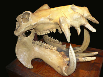 Hippo_skull_dark (1) (1).jpg