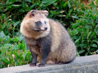 800px-Tanuki_in_Higashiyama_Zoo_-_2.jpg