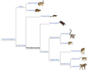primatomorpha phylogenetic tree.png