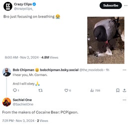 pigeon.jpg