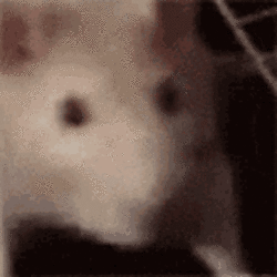 rat-jam.gif