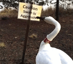 Swanmay.gif