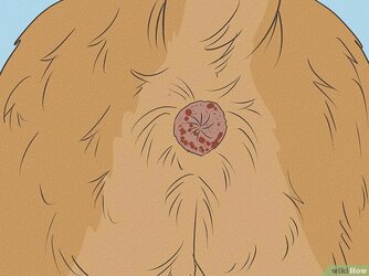 v4-728px-Soothe-Dog-Irritated-Anus-Step-1.jpg