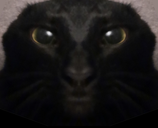 ymcat.png