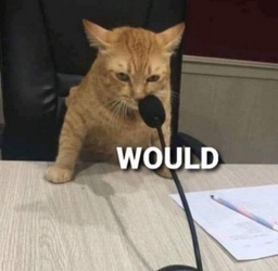 would cat.png