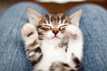 Adorable.jpg