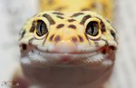 7073433-smile.jpg