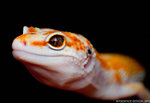 leopard_gecko_by_basticelis-d5id3n1.jpg