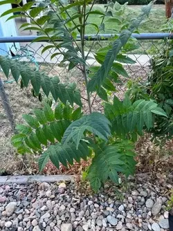tree-of-heaven-removal-v0-v4dd6j6xstc91.webp