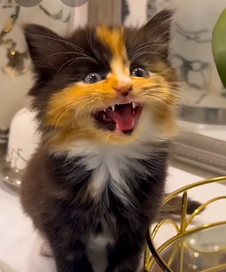 mleaow.png