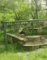 panda-cool.gif