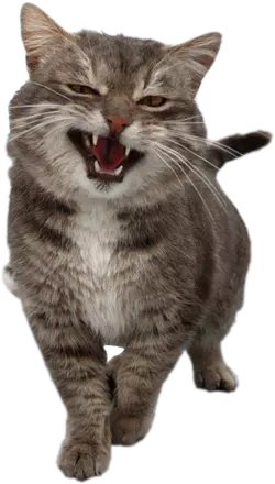 Sassy_Cat.png