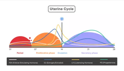 Screenshot 2024-11-10 at 23-14-45 The Menstrual Cycle Phases of Your Cycle.png