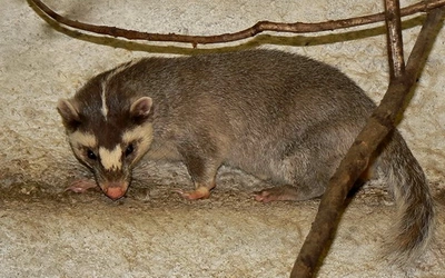 ferret badger.jpg